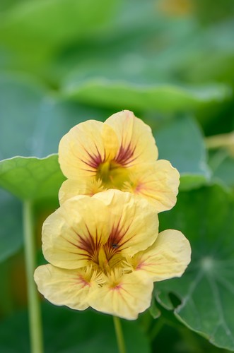 Nasturtium moonlight seeds - nasturtium,