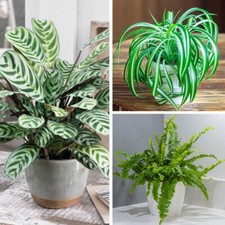 Pet-Friendly Houseplants, 3 x
