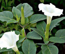12 x Datura inoxia - WHITE