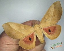 Syssphinx Molina Tropical Moth