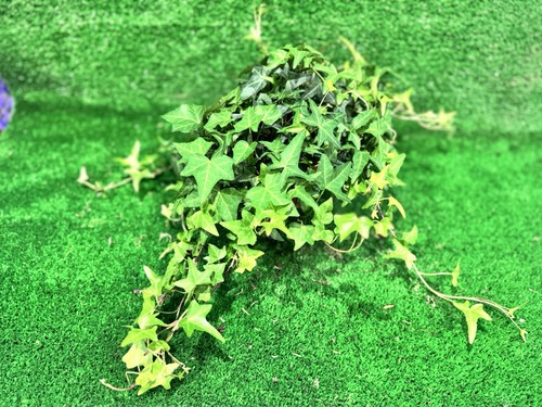 English ivy - english, –