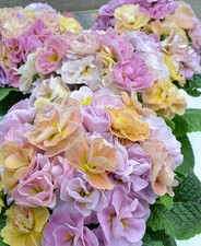 Primula Rubens Antique Rose -