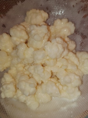 Milk kefir grains free - kefir,