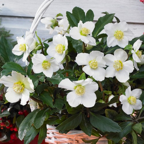 Helleborus niger christmas - helleborus,