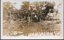 Fiji - Taro Patch, RP type postcard by Rose Stereograph c.1920s 