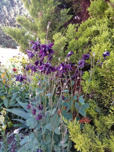 Aqualigia seeds purple - seeds,