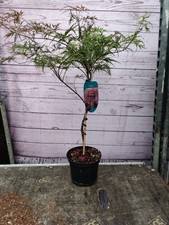 Acer Palmatum Garnet Mini Std