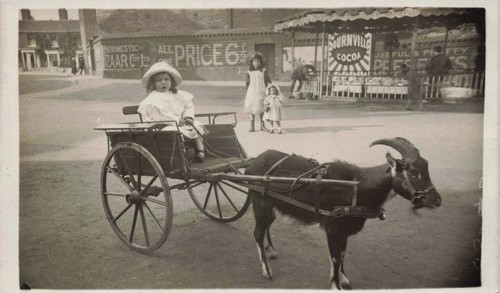 Rppc billy goat - billy,