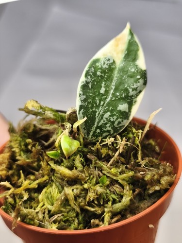 Hoya lacunosa lumina cutting - lumina,