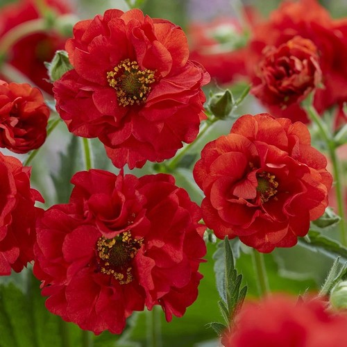 Geum firestarter hardy - geum, 'firestarter'