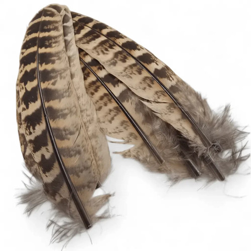 Kindale hen pheasant - kindale, wing