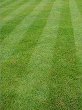 1kg Hard Wearing Grass Seed -