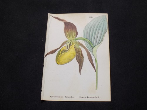 1867 alpine flower print - 1867, /