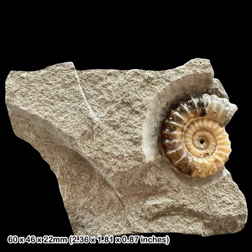 Promicroceras calcite ammonite - promicroceras,