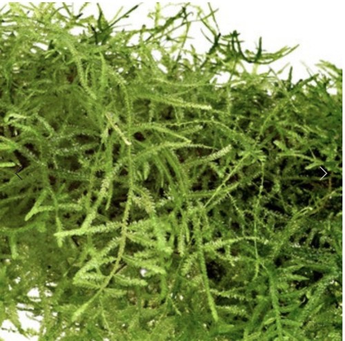 20g java moss taxiphyllum - java,