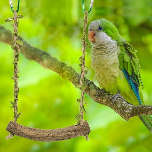 Pet swing toy bird - toy, parrot