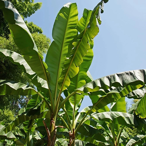 Exotic large leaf hardy - large,