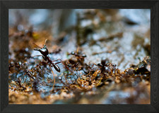 Fire ants Framed Wall Art