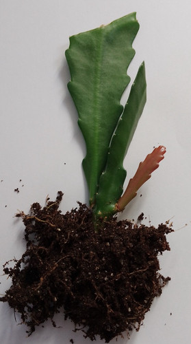 Epiphyllum cactus rooted - cactus,