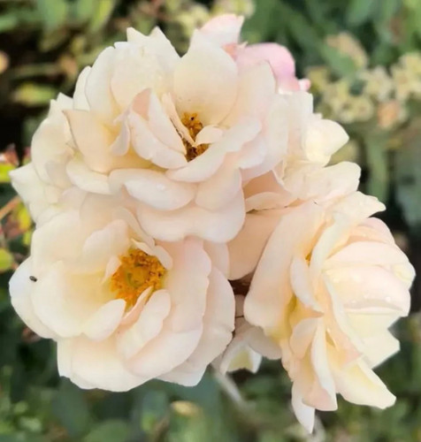 Sally holmes large creamy - -,