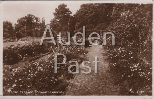 Rose terrace bodnant - rose,