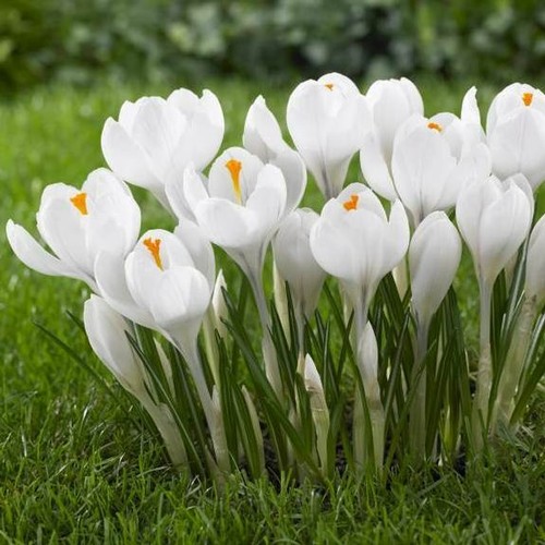 Large flowering white - 50, x