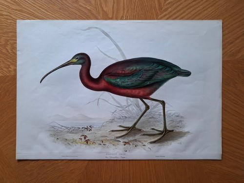 John gould birds ornithology - john,