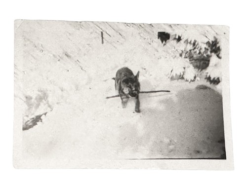 Antique photo german shepard - antique,