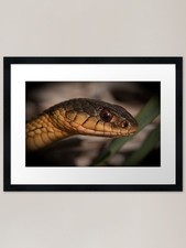 Eastern Garter Snake Framed