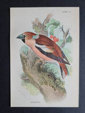 Antique (1894) print -