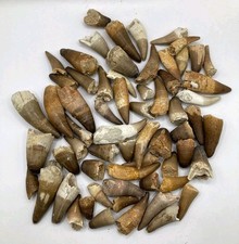 63 PC's Premium Crocodile