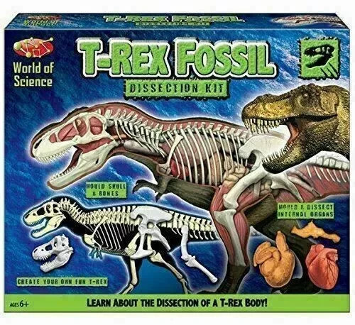Rex fossil dissection - fossil,