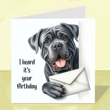 Cane Corso Dog Birthday