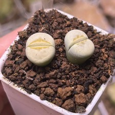 Exact Plant，2pcs C349A