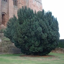ENGLISH YEW TREE SEEDS TAXUS
