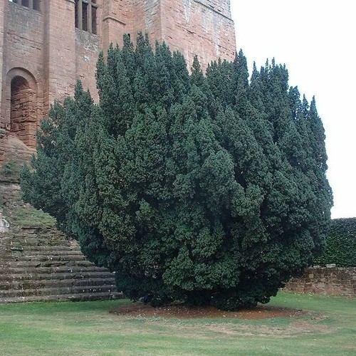 English yew tree - english,