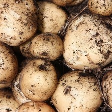 Rocket Seed Potatoes –