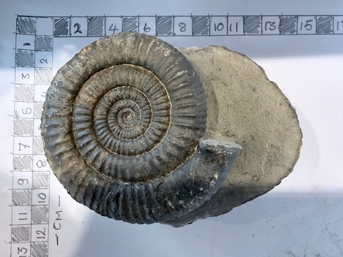 Fossil ammonite large - fossil,