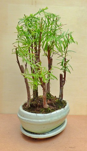 Metasequoia forest bonsai - bonsai,