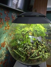 BIORB AIR 60 LTR TERRARIUM PLANT DISPLAY. FULLY PLANTED