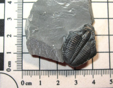 Cambrian Elrathia kingi