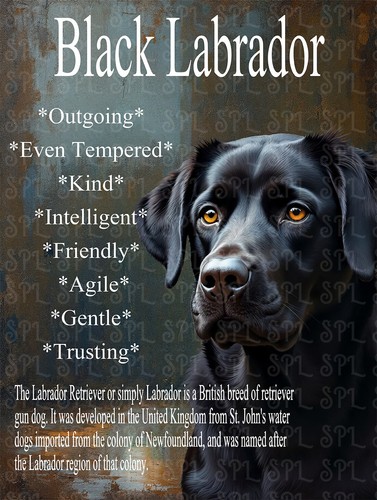 Black labrador breed - black,