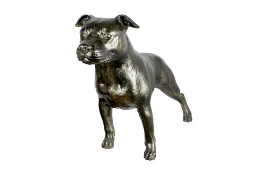 Staffordshire bull terrier - bull,