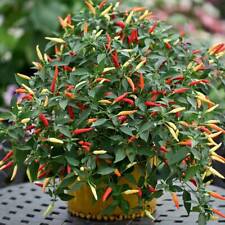 SUPER HOT!!! BIRD EYE CHILLI PEPPER DEMON - VIABLE SEEDS - UK Stock