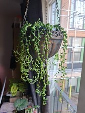 String of Tears Cutting 5 Inch
