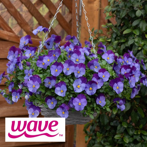 Pansy coolwave violet blue - pansy,