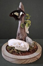 Butterfly Dome Mink Skull