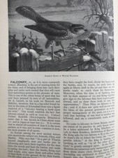 Falconry Gerfalcon Peregrine Rare Old Victorian Antique Article 1897 Birds Prey
