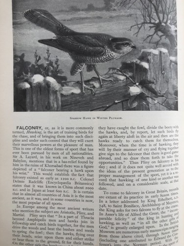 Falconry gerfalcon peregrine - gerfalcon,