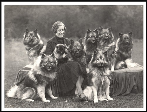 Keeshond lady dogs vintage - lady,